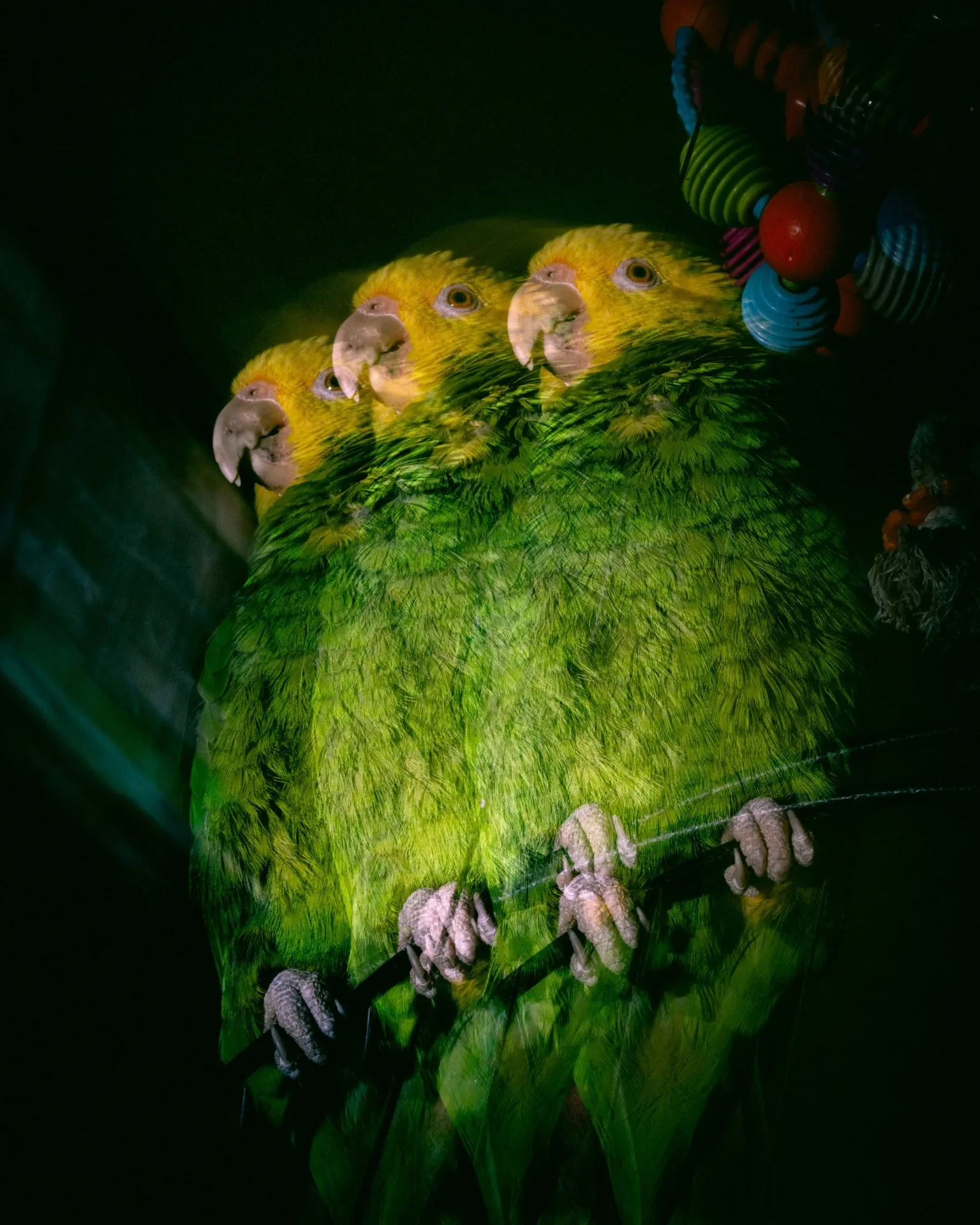 3 Parrots, 1 Shared Wall, 2 Ruptured Lives