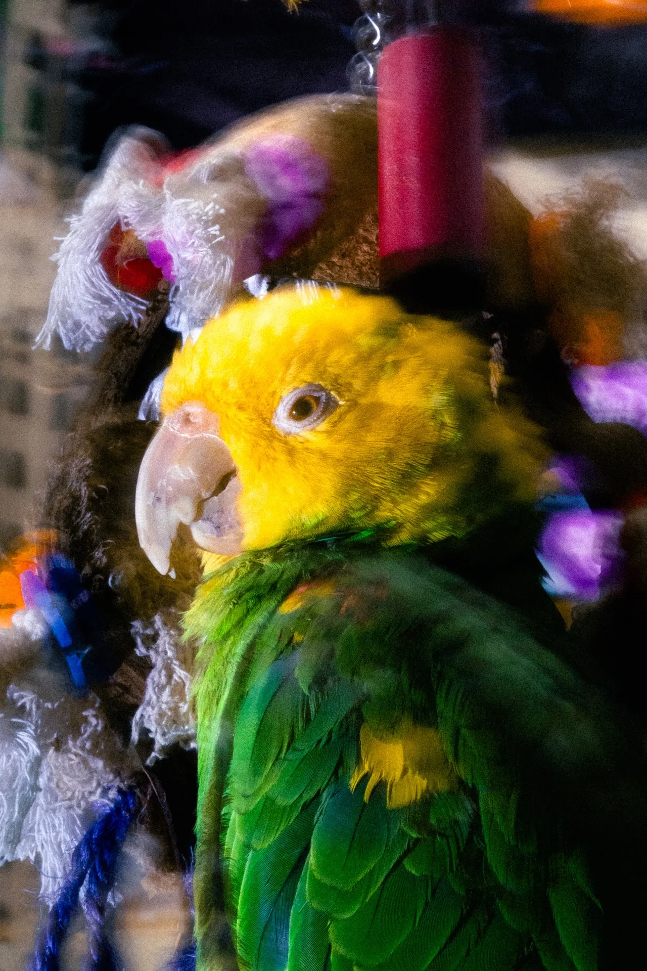 Ms. Kullen is trying to forget the parrots and hopes to sell the apartment, putting the experience behind her. In the meantime, relief comes through visits to her horse, Asantro, in New Jersey.